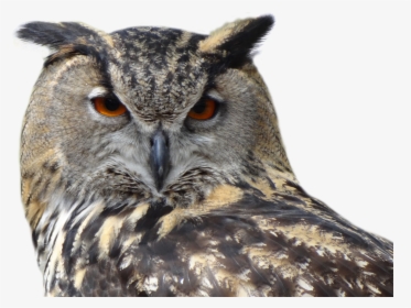 Owl Transparent, HD Png Download, Free Download