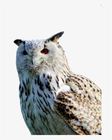 Barn Owl, Owl, Raptor, Bird, Plumage, Feather - Sova Png, Transparent Png, Free Download