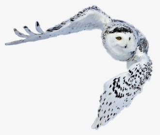#snowy Owl In Flight thomas, Oklahoma - Greenland Animals With Name, HD Png Download, Free Download