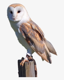 White, Owl, Brown, Predator, Bird, Nature, Wild - Barn Owl Transparent Background, HD Png Download, Free Download