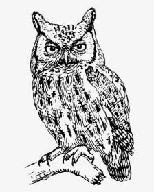 Screech Owl 1 - Owls Black And White, HD Png Download, Free Download