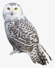 White Owl Png Clipart - Snowy Owl Png, Transparent Png, Free Download
