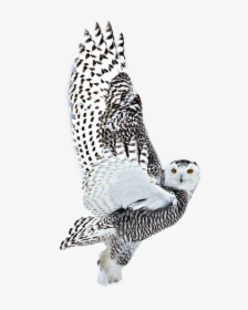 #white #owl #black #takeoff #fly #animal #bird #beautiful - طائر البوم الجميل, HD Png Download, Free Download