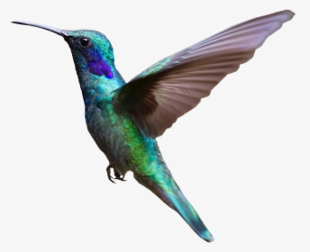 Colorful Hummingbird Flying Png Image - Bird Flying With Transparent Background, Png Download, Free Download