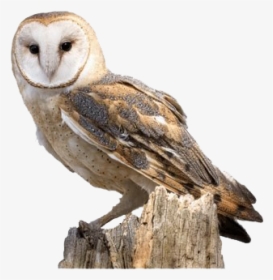 Barn Owl - Barn Owl Tawny Owl, HD Png Download, Free Download