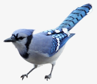 Horned Owl Clipart Realistic Animal - Blue Jay No Background, HD Png Download, Free Download