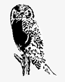 Black And White Owl Png, Transparent Png, Free Download