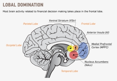 Neuroeconomics Brain Illustration V1 - Two Brain Systems, HD Png Download, Free Download