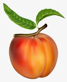 Peach Png Clipart - Peach Fruit, Transparent Png, Free Download