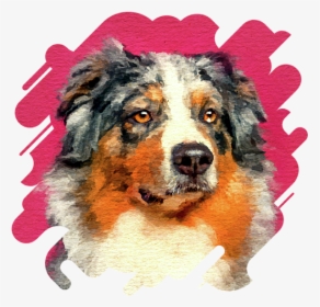 Click And Drag To Re-position The Image, If Desired - Australian Shepherd Portrait, HD Png Download, Free Download