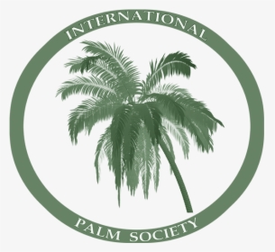 Coconut Tree, HD Png Download, Free Download