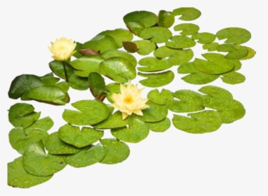 #png #nature #lilypad #freetoedit - Nenuphar Png, Transparent Png, Free Download