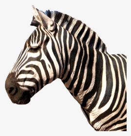 #zebra #animal #stripes - Zebra, HD Png Download, Free Download