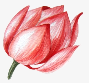 Lotus Flower Transparent Png This Graphics - Sprenger's Tulip, Png Download, Free Download
