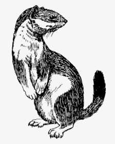 Art,monochrome Photography,carnivoran - Weasel Clipart Black And White, HD Png Download, Free Download