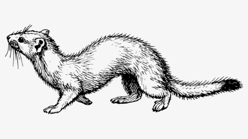 Clip Art Free Ermine Download Clip - Weasel Clip Art, HD Png Download, Free Download