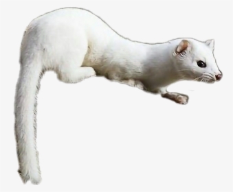 #weasel - Cat Yawns, HD Png Download, Free Download