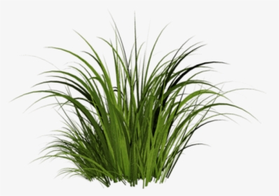 Grass Png Transparent Images - Transparent Background Tall Grass Png, Png Download, Free Download