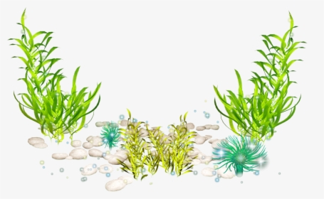Transparent Seaweed Clipart Png - Seaweed Png, Png Download, Free Download