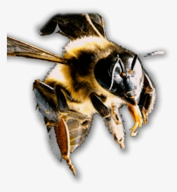 Transparent Bees Png - Honeybee, Png Download, Free Download