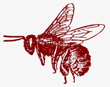 European Honey Bee Drawing, HD Png Download, Free Download