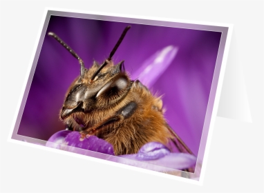 Honeybee, HD Png Download, Free Download