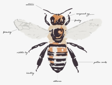 Honeybee Anatomy, HD Png Download, Free Download