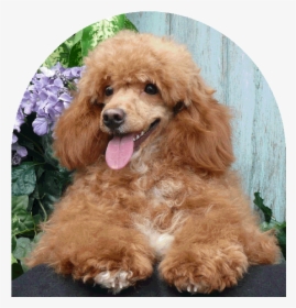 Stunning Dogs Walking In The Beautiful Dog Parks - Toy Poodle, HD Png Download, Free Download