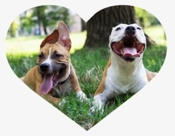 Dog Walking Heart Image 1 - Happy Dogs At Park, HD Png Download, Free Download