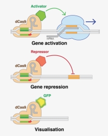 Dead-cas9 Potential Applications - Small Molecule And Cas9, HD Png Download, Free Download