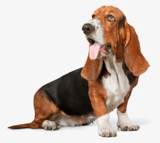 Image Is Not Available - Basset Hound Hush Puppies Dog, HD Png Download, Free Download