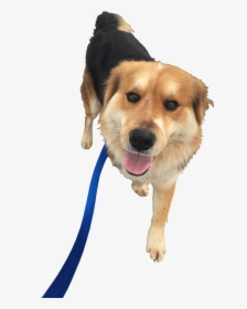 Dog Walking Png, Transparent Png, Free Download