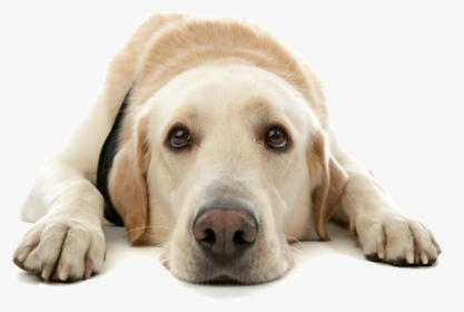 Sad Dog Png, Transparent Png, Free Download