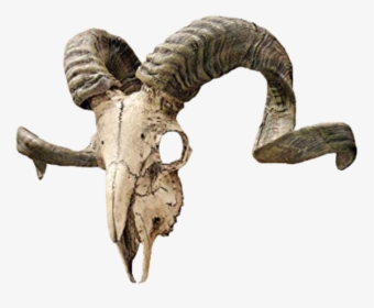 #skull #dead #death #edge #edgy #nature #animals #animalskull - Ram Skull, HD Png Download, Free Download
