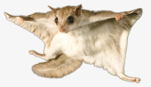 Flying Squirrel White Background, HD Png Download, Free Download