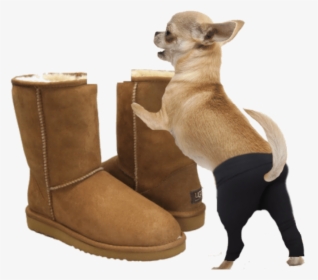 Italian Greyhounds In Boots, HD Png Download, Free Download