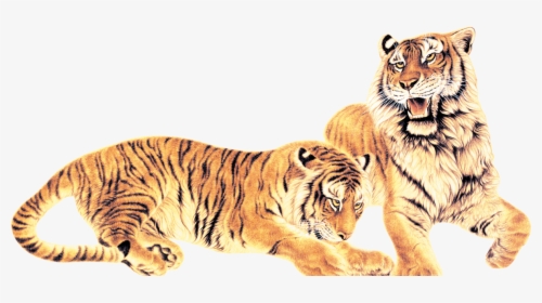 Tiger Png Download - 虎 图, Transparent Png, Free Download