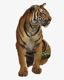 Tiger Lion - Tiger Transparency, HD Png Download, Free Download