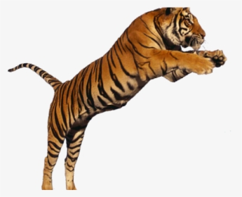 Tiger Png Transparent Images - Jumping Tiger Png, Png Download, Free Download