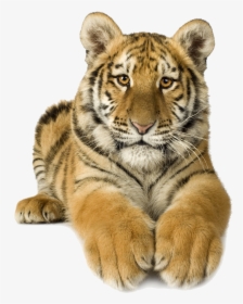 Siberian Clip Art Transprent - Baby Tiger, HD Png Download, Free Download
