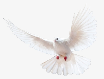 Dove Png Church - Pigeon Png, Transparent Png, Free Download