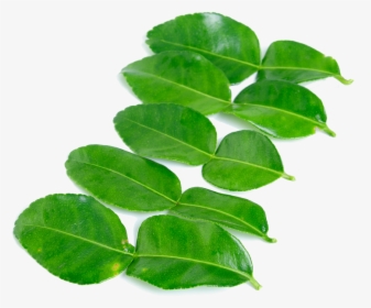 Kaffir Lime Leaves Png High-quality Image - Kaffir Lime Leaf Png, Transparent Png, Free Download