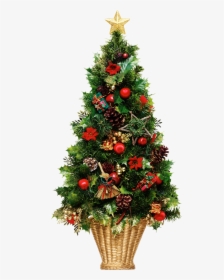 Christmas Background Tree Transparent - Real Christmas Tree Png, Png Download, Free Download
