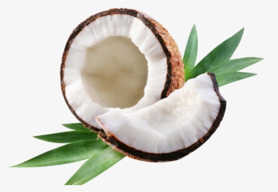 Coconut Water Coconut Milk Coconut Oil Axe7axed Na - Transparent Png Coconut Png, Png Download, Free Download
