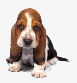 Basset Hound Png Transparent Images - Tri Color Basset Hound Puppy, Png Download, Free Download