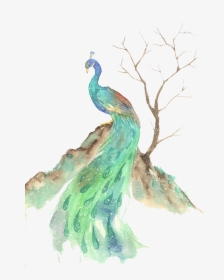 Bird Watercolor Painting Illustration - Picock Oil Painting, HD Png Download, Free Download