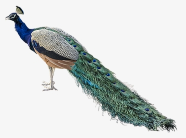 Peacock Png Transparent Images - Peacock .png, Png Download, Free Download