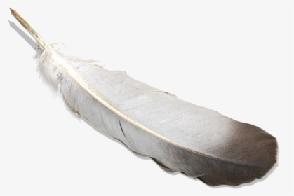 Bird Feather Png Image With Transparent Background - Перо Гусиное Png, Png Download, Free Download