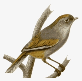 Nightingale Png, Transparent Png, Free Download