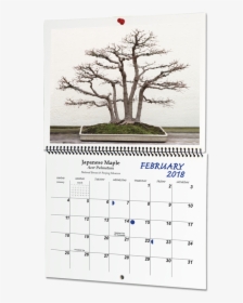 Bonsai, HD Png Download, Free Download